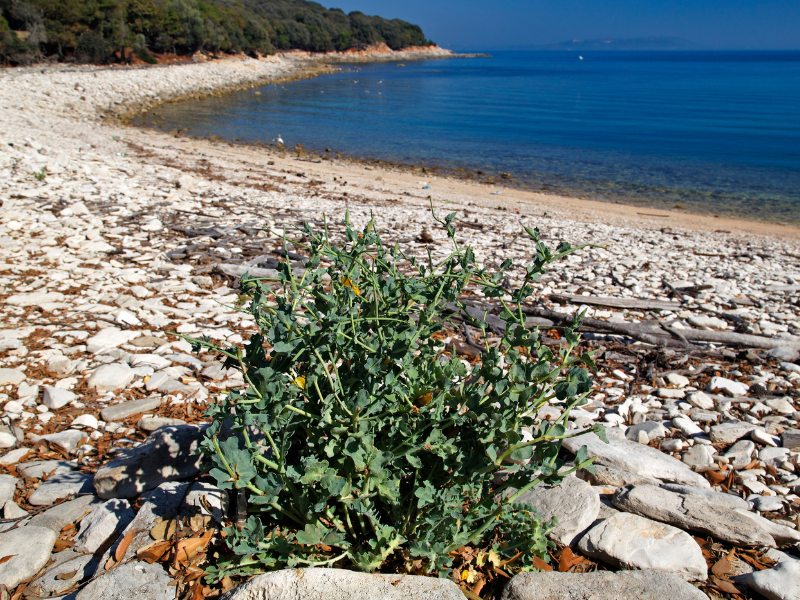 Pebble beach, Brijuni