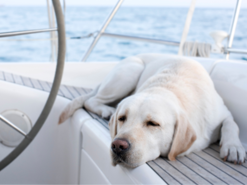 Dog sleeping in a shade on a yacht