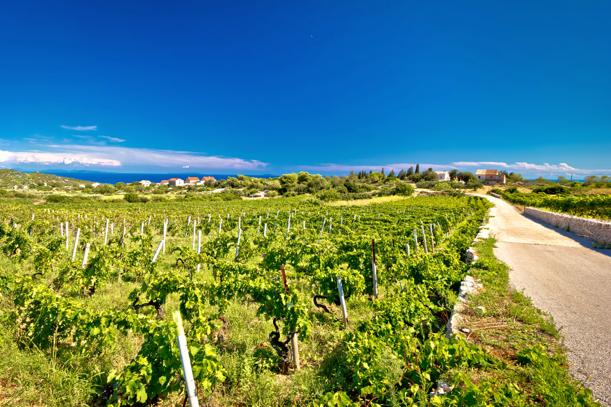 Vis Winery Wines Grape Vugava
