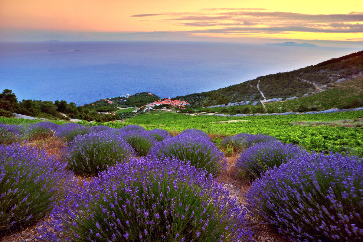 Brusje Hvar Island Lavander fields