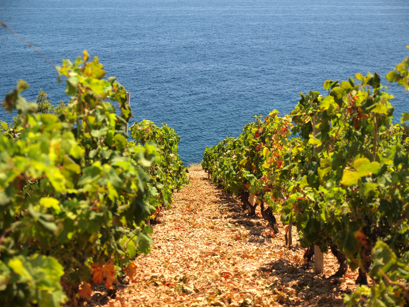 Dalmatian Vineyard