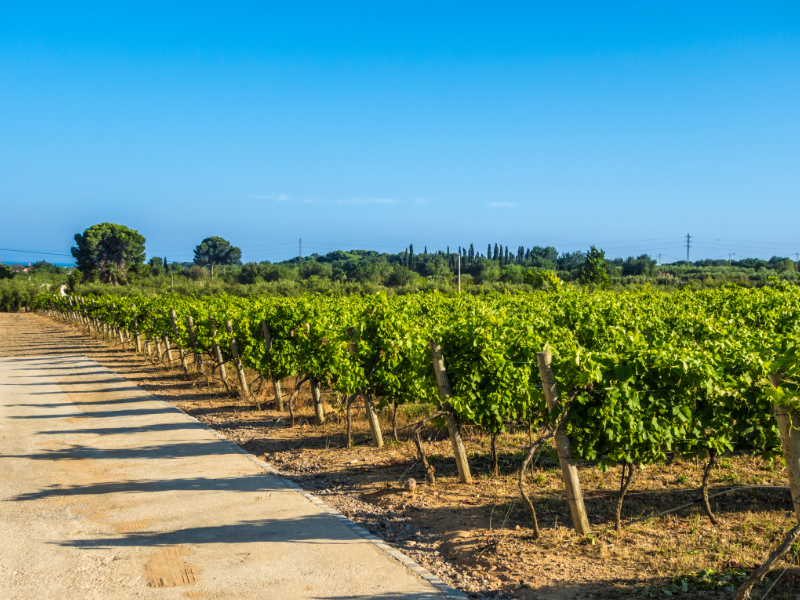 Vineyard on Vis Island