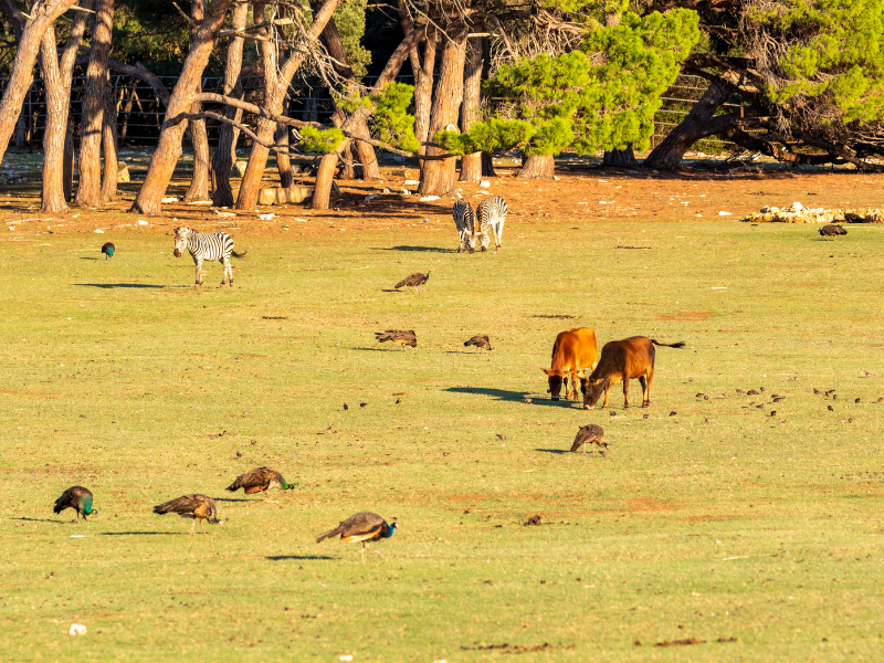 Animals on Brijuni