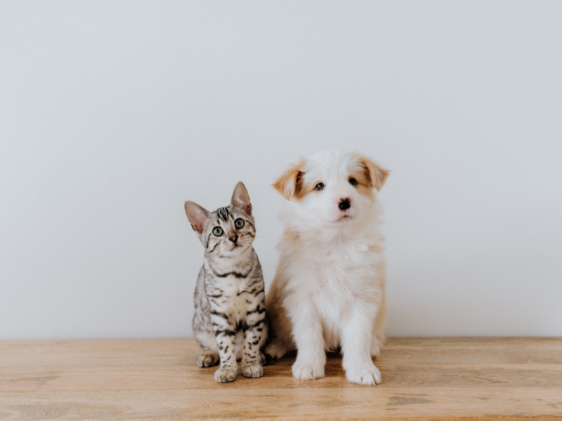 Dog and a cat