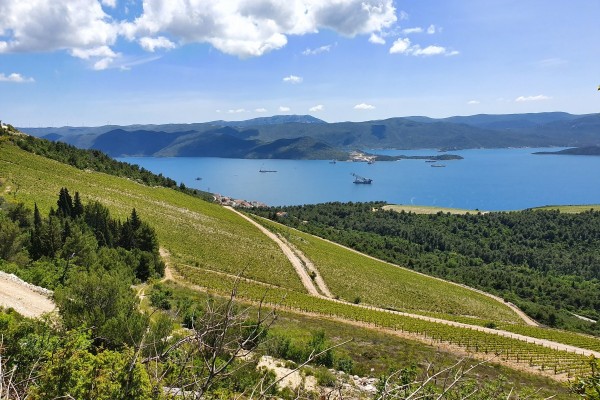 Red Wines to Try on Your Croatian Sailing Holiday