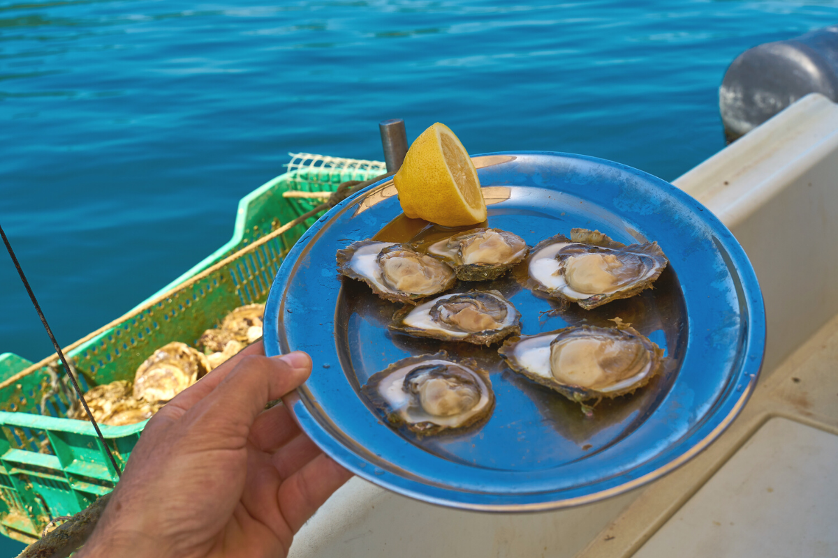 Ston Oysters Peljesac
