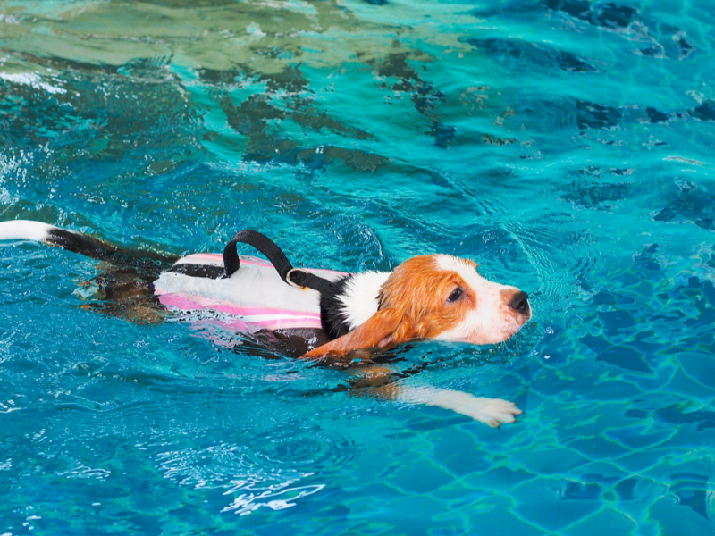 Dog swimming with a life jacket