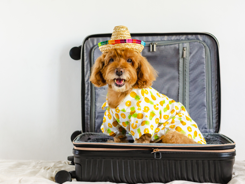 Packing a pet for yacht charter