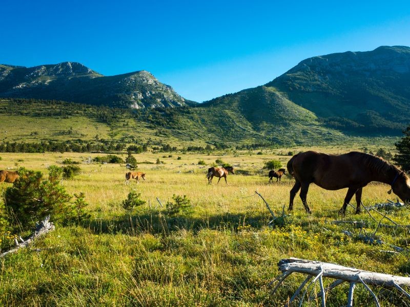 Horses on pasture in the Velebit mountain
